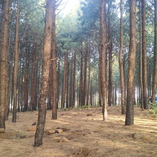 pine forest, netarhaat