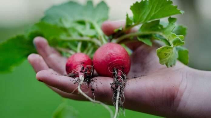 beetroot juice recipe